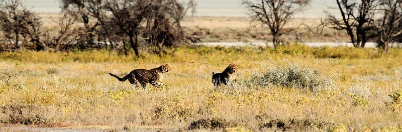 Cheetah in Namibia