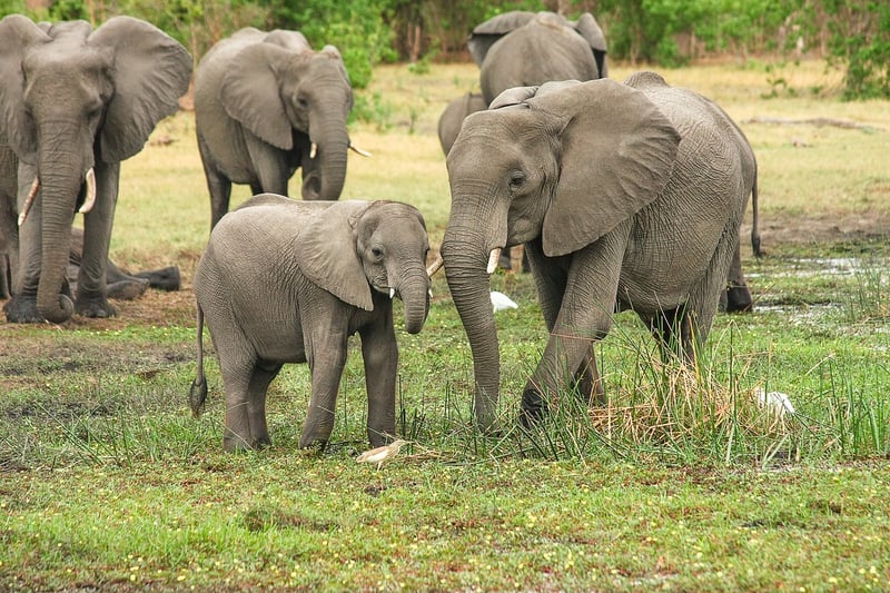 Elephants in Savannah