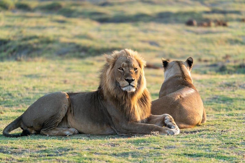 Lion in Savanna
