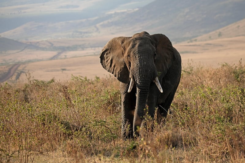 Wildlife Safari Expedition
